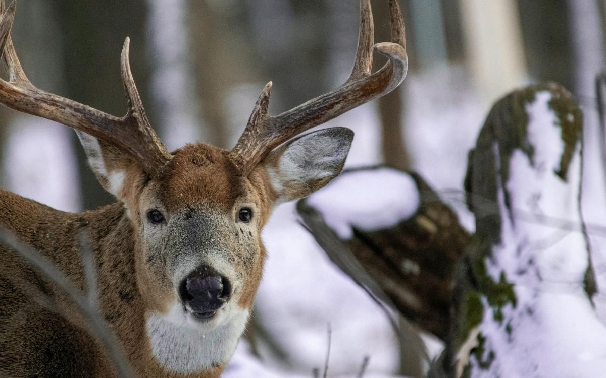 Land Conservation Practices That Attract Wildlife and Buyers in Salem, MO